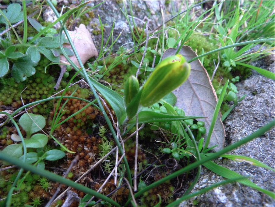 Gagea bohemica  / Cipollaccio di Boemia